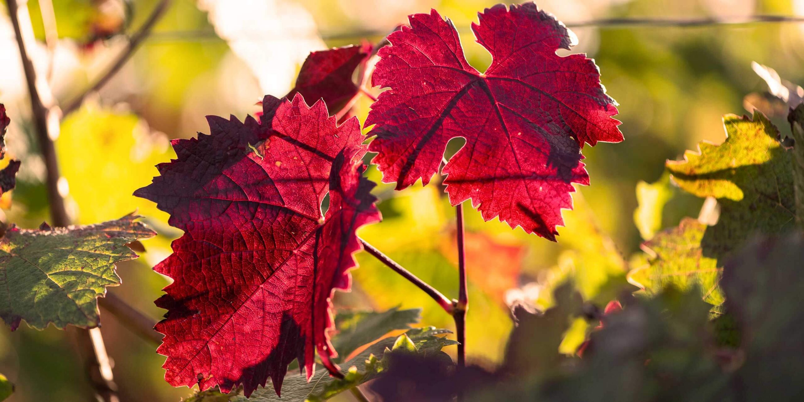 Rotes Weinblatt